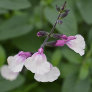 Salvia Cuello White Pink